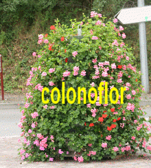 Cascaflor-Coloniflor 2